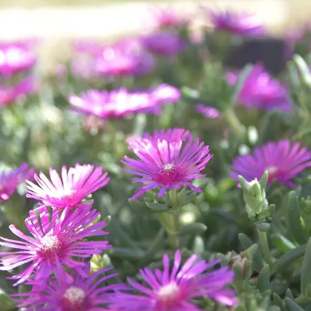 Luger 1. Stock Apartment